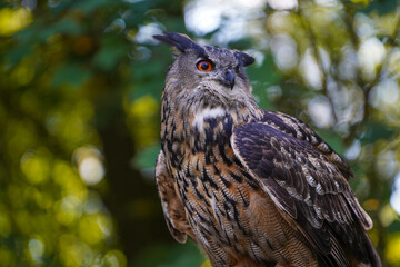 Large Eurasian eagle-owl