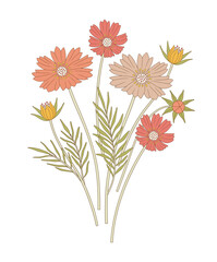 Bunch of cosmea flowers with leaves. Bright bouquet of blooming perennial wild plants. Botanical hand-drawn elements for design projects. Vector illustration