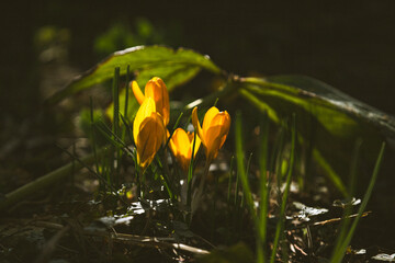 yellow crocus flower