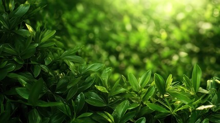 Obraz premium Lush green leaves background, vibrant, natural light, fresh foliage.