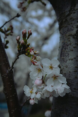 blooming tree