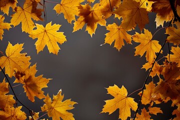 Golden Maple Leaves Against a Gray Background