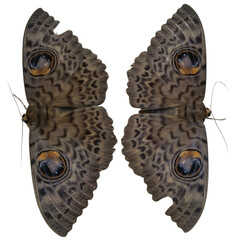 The moth has large, patterned wings with prominent black and brown markings. The most striking features are the large, circular eyespots on each wing.