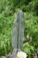Apple cactus. Giant green cactus on the side of the road. Green cactus with thorns in nature garden.