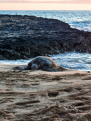 Resting Sea Turtle on the Beach Sand