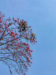 red flower and blue