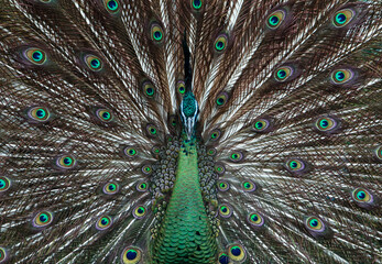 Fototapeta premium The green peafowl (Pavo muticus)
