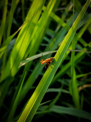 grasshopper on a leaf