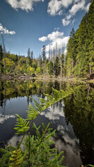 A peaceful view of Boubín Lake in the Boubín primeval forest in Šumava National Park. The lake's...