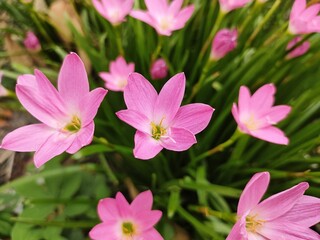 Fototapeta premium pink flowers in a garden with green leaves and a yellow center.
