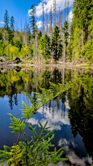 A peaceful view of Boubín Lake in the Boubín primeval forest in Šumava National Park. The lake's still surface reflects the surrounding trees and the clouds. 
