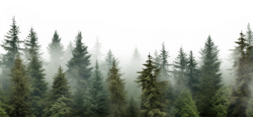 PNG Pine trees forest nature backgrounds landscape.