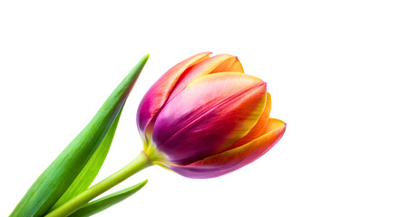 tulip isolated on white