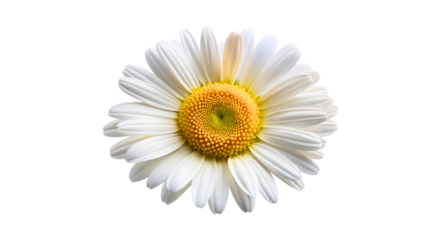 daisy isolated on white