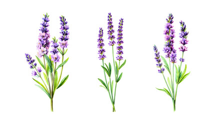 Naklejka premium lavender isolated on a white background