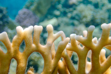 underwater world of corals