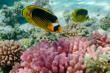 coral reef in the sea