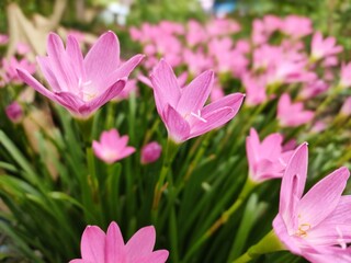 Fototapeta premium pink flowers in a garden with green leaves and a yellow center.