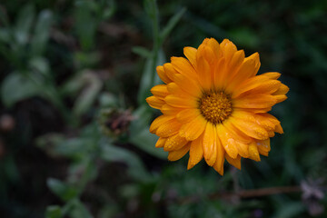Beautiful orange marigold flower in top view.
