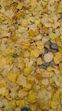 Stroll through colorful fallen leaves on Kampa in Prague