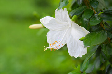 White hibiscus flower on a bush in a garden, close-up shot.