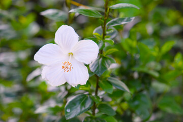 White hibiscus flower on a bush in a garden, close-up shot.