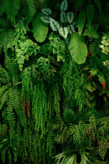 Leaf wall, plant wall, natural green wallpaper and background, nature wall, green forest nature background.