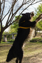 Primer plano de un lindo perro