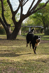 Primer plano de un lindo perro