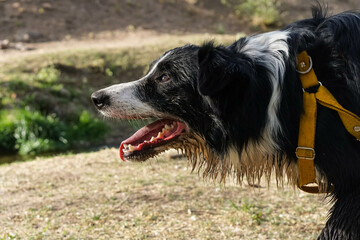 Primer plano de un lindo perro