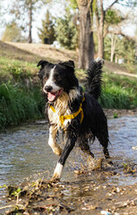 Primer plano de un lindo perro
