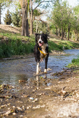 Primer plano de un lindo perro