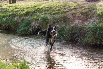 Primer plano de un lindo perro