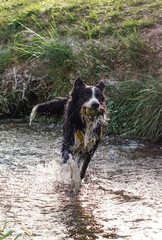 Primer plano de un lindo perro
