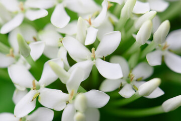 White Ixora, also known as West Indian Jasmine, on a bush in a garden. Close-up shot.