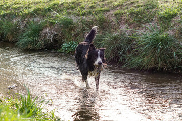 Primer plano de un lindo perro