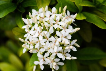 White Ixora, also known as West Indian Jasmine, on a bush in a garden.