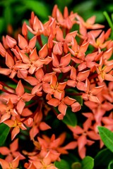 Red Ixora, also known as West Indian Jasmine, on a bush in a garden.