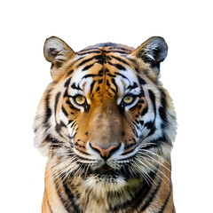 Obraz premium Colorful Tiger head Isolated on a white transparent background