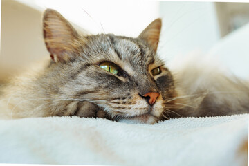 close up portrait of cat with green eyes