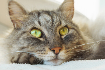 close up portrait of cat with green eyes