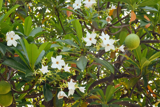 Cerbera odollam Flowers (Suicide Tree, Pong-pong, Othalanga) Poisonous Plants