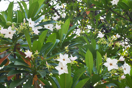 Cerbera odollam Flowers (Suicide Tree, Pong-pong, Othalanga) Poisonous Plants