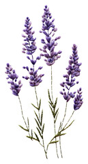 Naklejka premium PNG A lavender in embroidery style blossom flower plant.