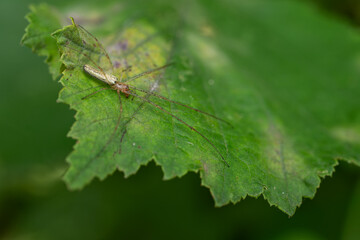 Reed reed spider on a green leaf.
