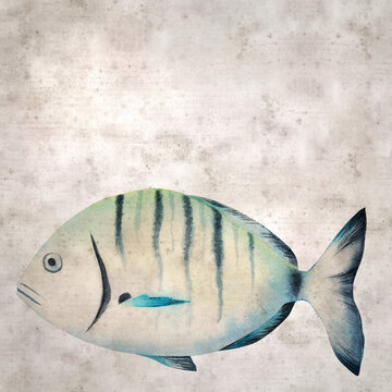 stylish square textured old paper background with watercolor of Diplodus sargus,  sargo, common white seabream