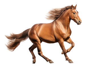 Naklejka premium PNG Horse stallion mammal animal.