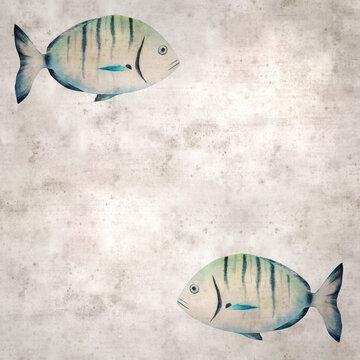 stylish square textured old paper background with watercolor of Diplodus sargus,  sargo, common white seabream