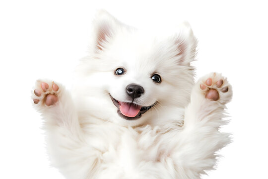 cute funny white pomeranian/samoyed puppy dog lying on his back with paws up and  waiting for belly rubs; doggy isolated on white background - Powered by Adobe