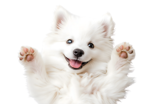 cute funny white pomeranian/samoyed puppy dog lying on his back with paws up and  waiting for belly rubs; doggy isolated on white background